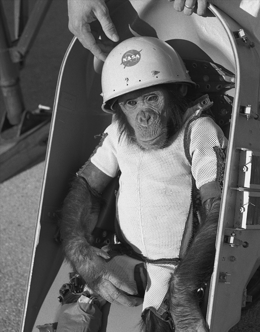 En la imagen observamos un pequeño chimpancé vestido cómicamente para ir al espacio. Lleva una especie de vestiduras de gasa  y un casco hemisférico que pone NASA. Está sentado en una silla que parece un huevo ovalado donde lleva un cinturón atado. Unas manos humanas están trabajando sobre el asiento adaptándolo todo lo mejor posible. El simio está calmado e incluso deja su mirada perdida en nuestra dirección.