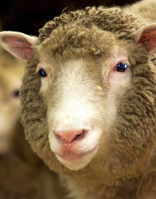 Vemos el primer plano de una simpática oveja. Es su rostro lo que se recoge en la viñeta. Su hocico blanco contrasta un poco con su capa lanuda algo más manchada de coloración  pero su aspecto es mimoso y agradable.