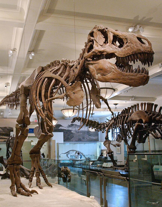 Vemos una sala techada en escayola donde destacan algunos esqueletos de dinosaurio. En primer plano vemos uno  casi completo  de un tiranosaurio. Resultan inconfundible sus grandes patas traseras con pies elevados como andando de puntillas. También su cráneo terrorífico  donde vemos sus afilados dientes encajados y su mandíbula semiabierta. Así mismo se aprecian sus dos pequeñas patas delanteras alzadas como bracitos  y su fuerte caja torácica. Detrás aparecen otras estructuras esqueléticas de otros dinosaurios  más bien tipo diplodocus.